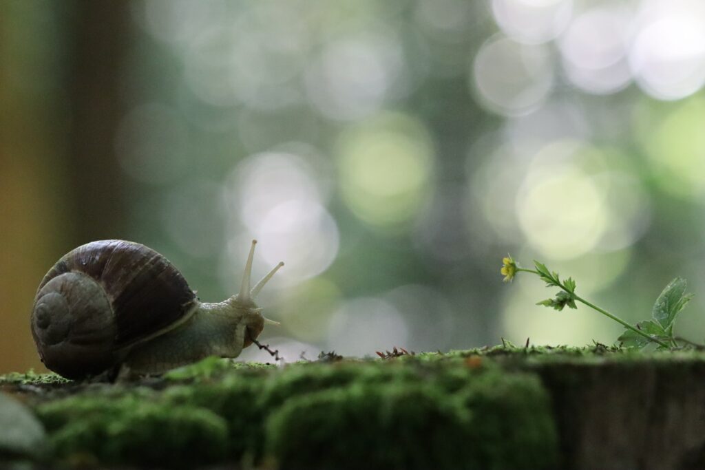 snail looking at a small flower